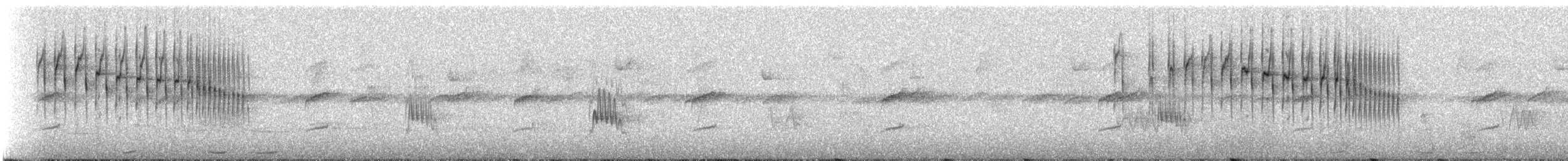 Араукариевая колючехвостка - ML238884