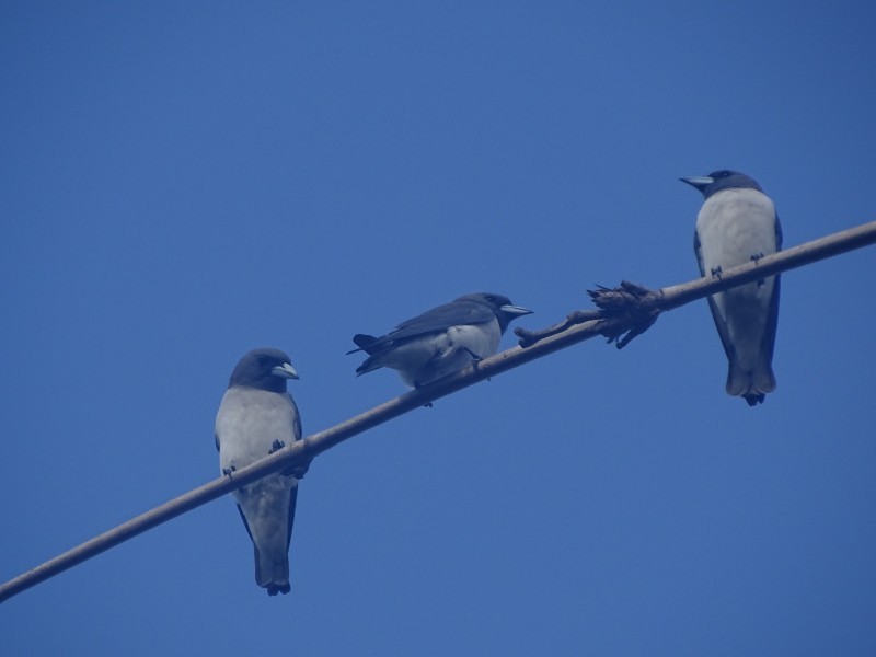 White-breasted Woodswallow - Ralph Akkermans
