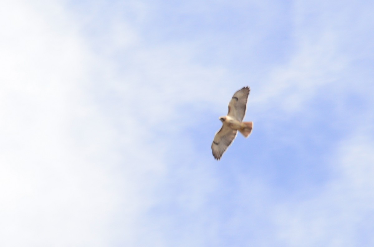 Red-tailed Hawk - ML23888421