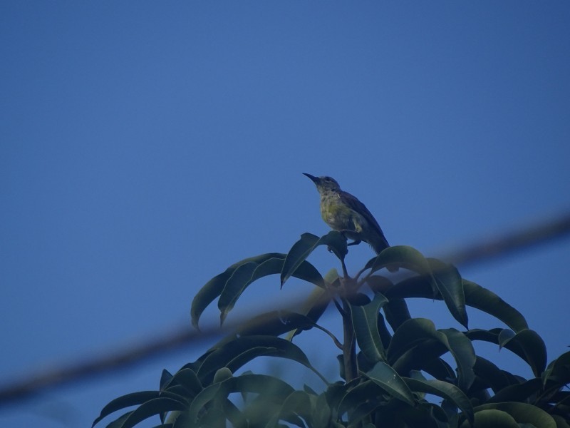 Brown-throated Sunbird - Ralph Akkermans