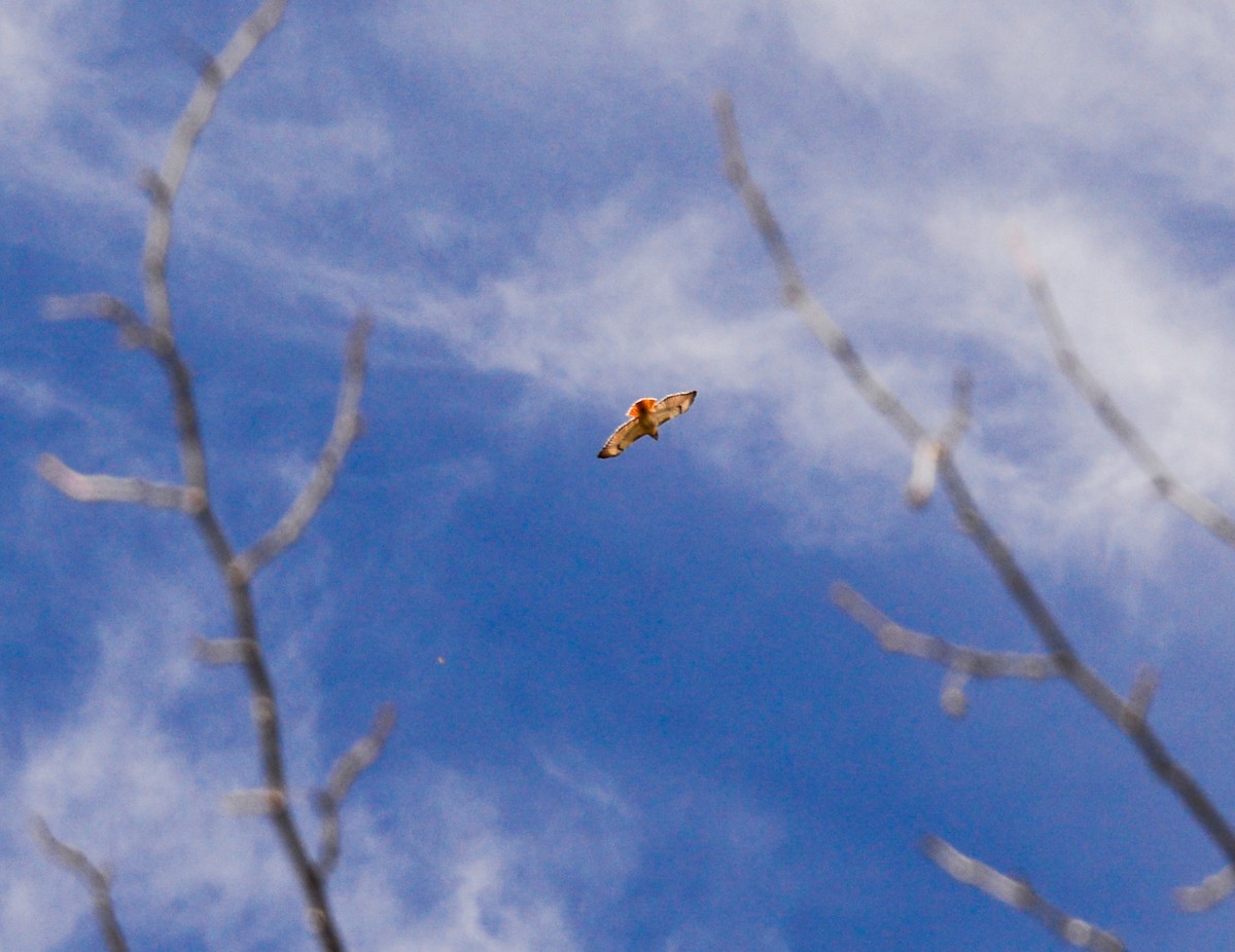 Red-tailed Hawk - ML23888471