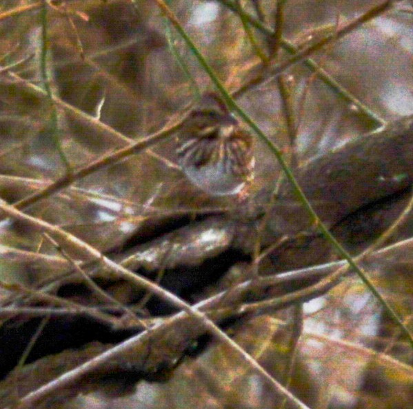 Song Sparrow - ML23888481