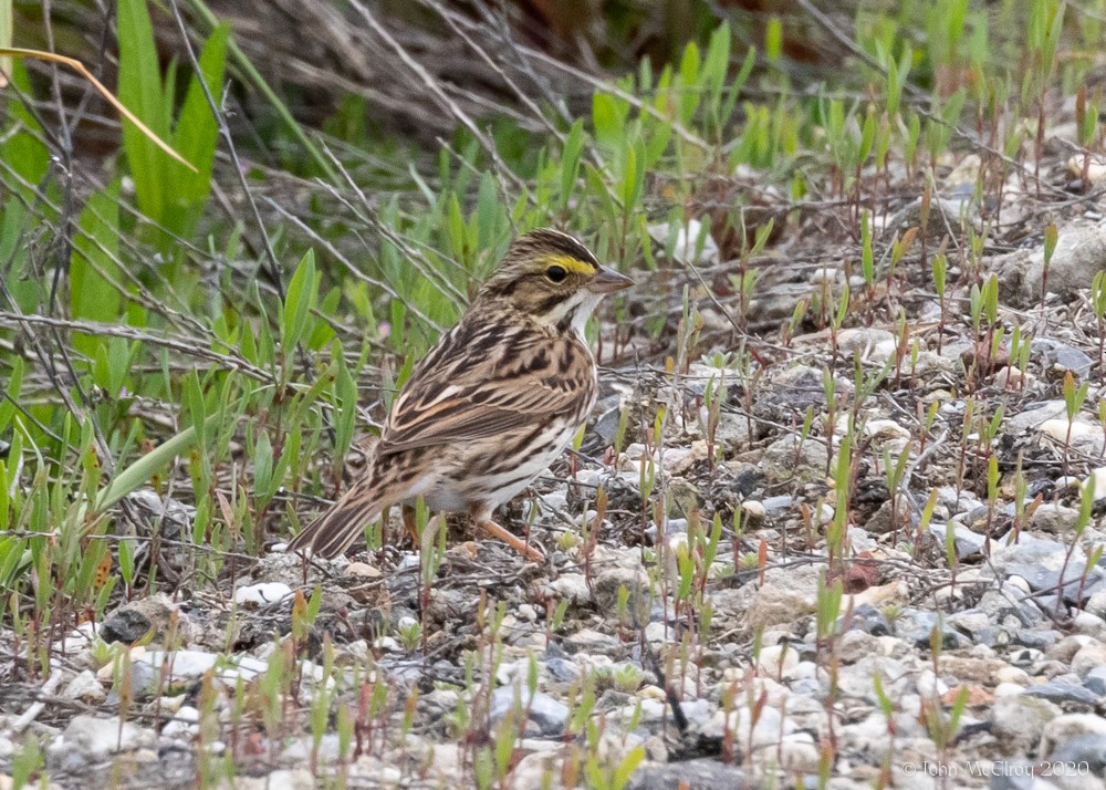 Savannah Sparrow - ML238884811