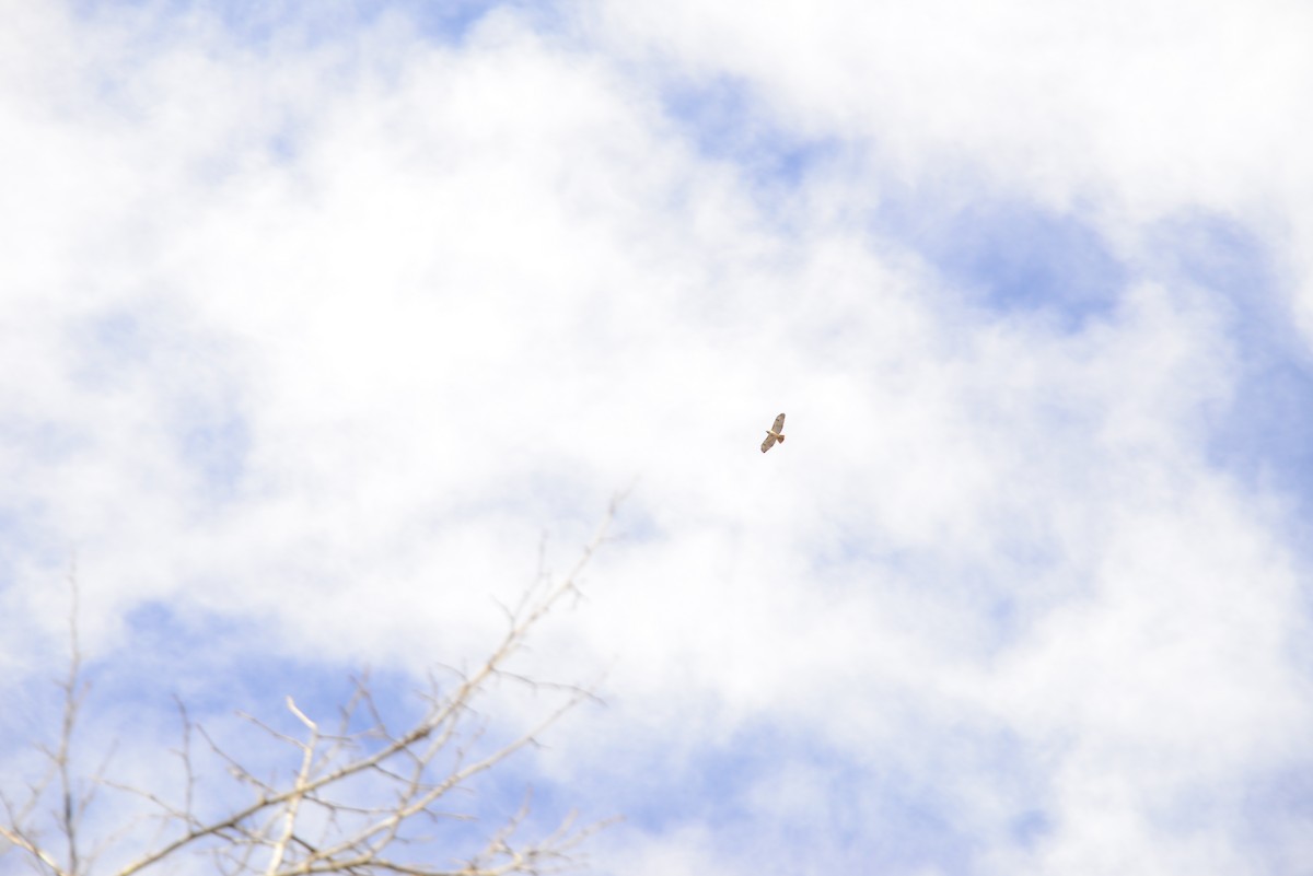 Red-tailed Hawk - ML23888491
