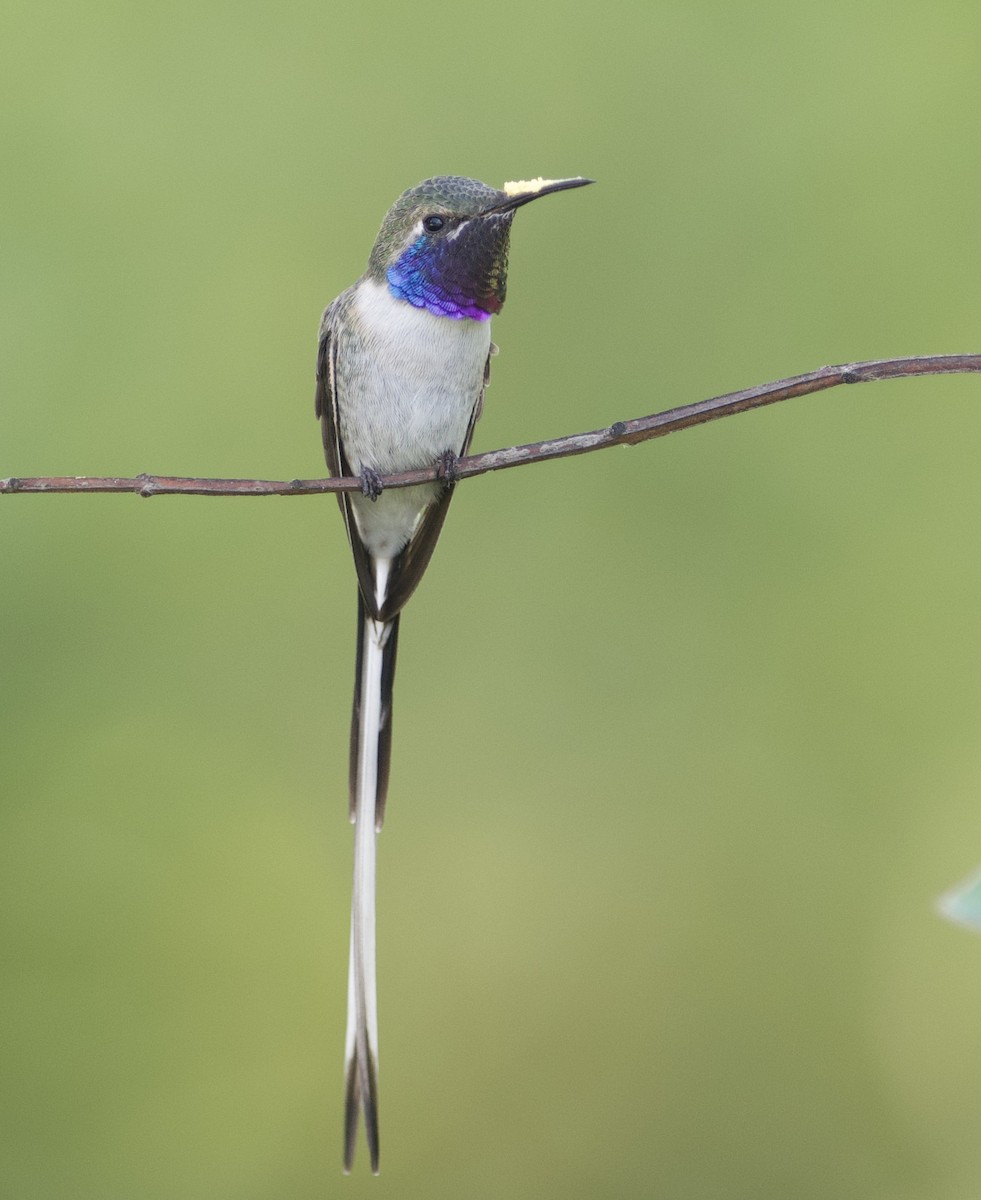 Peruvian Sheartail - Brandon Nidiffer