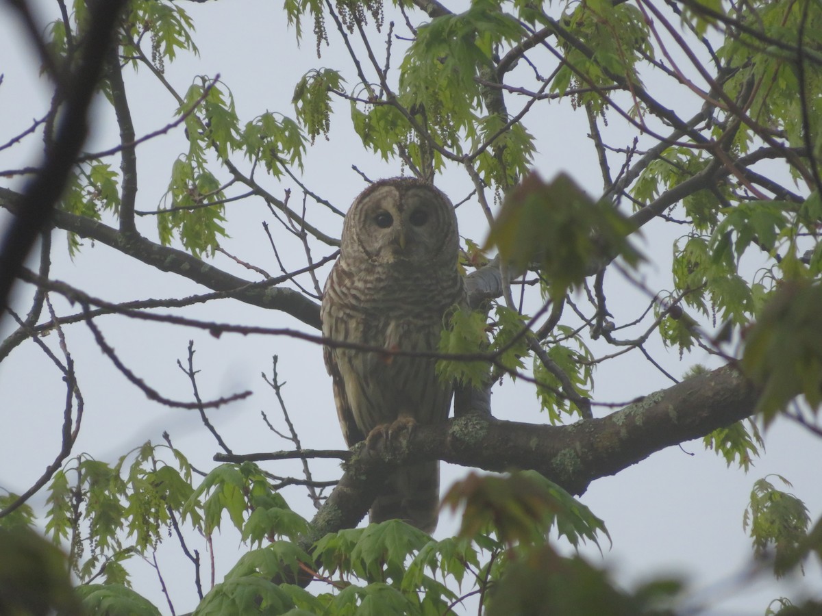 Barred Owl - ML238887251