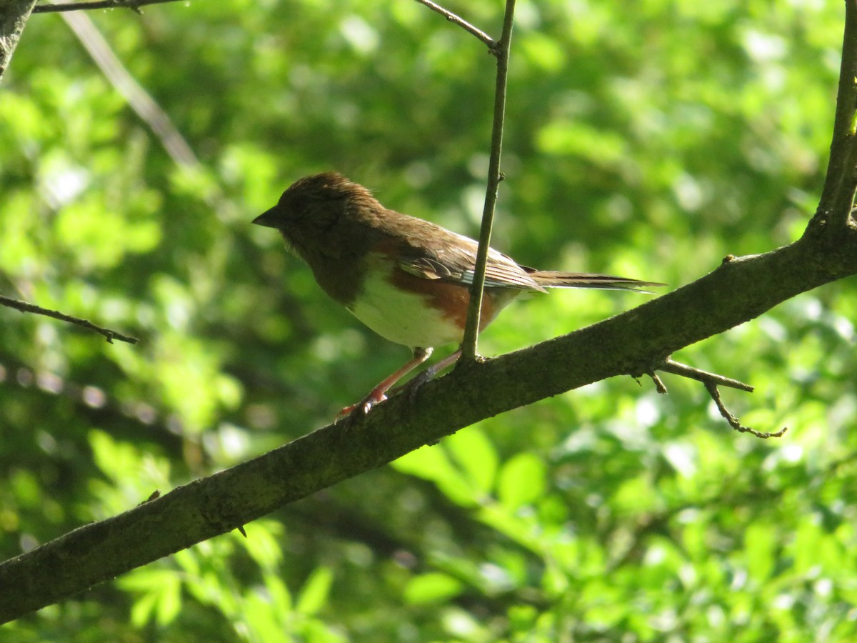 Eastern Towhee - ML238887861