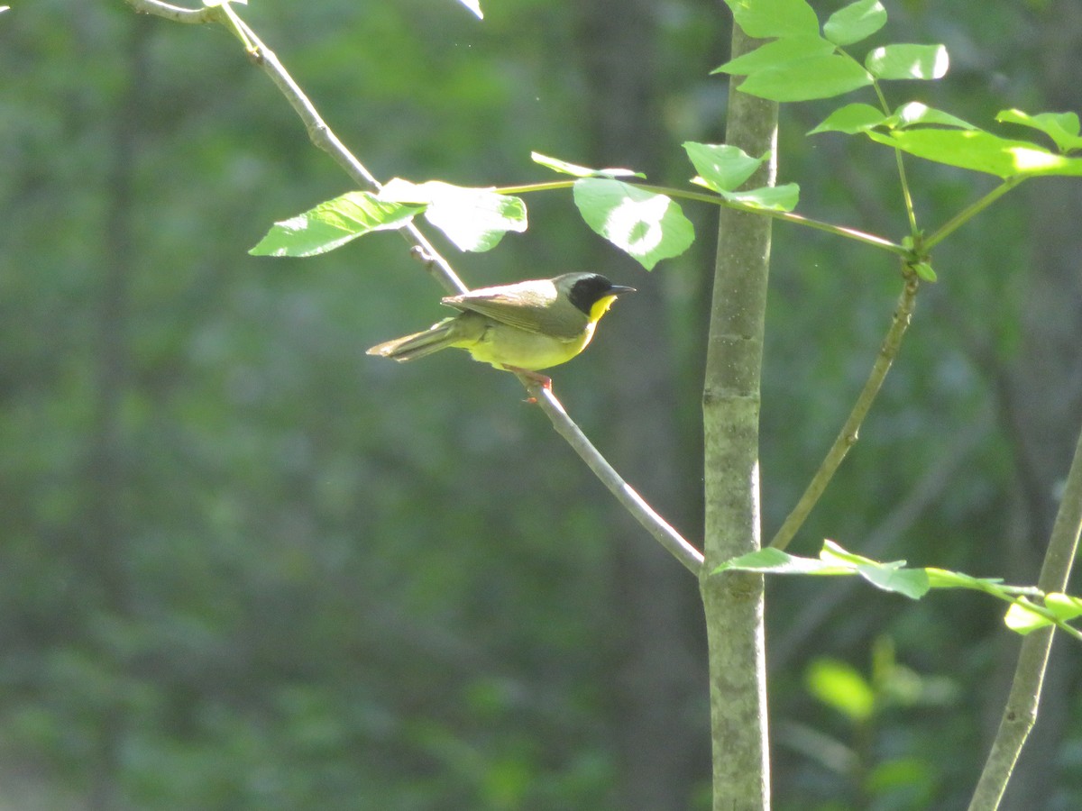 Common Yellowthroat - ML238887961