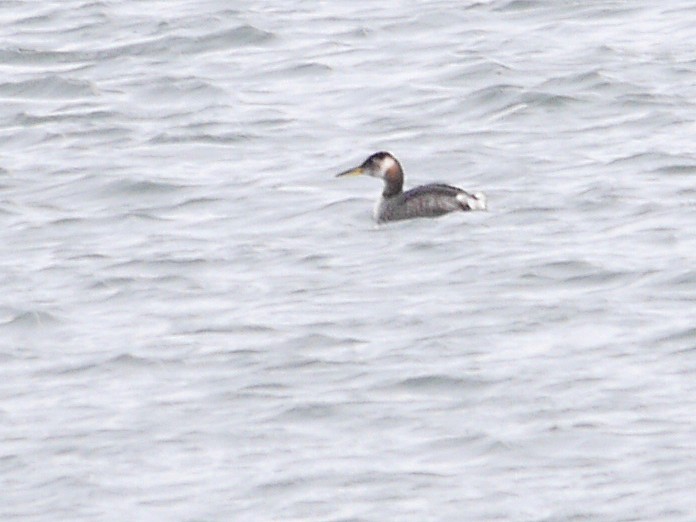 Red-necked Grebe - ML238888031