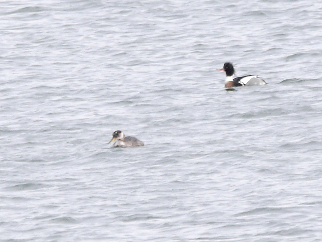 Red-necked Grebe - ML238888041