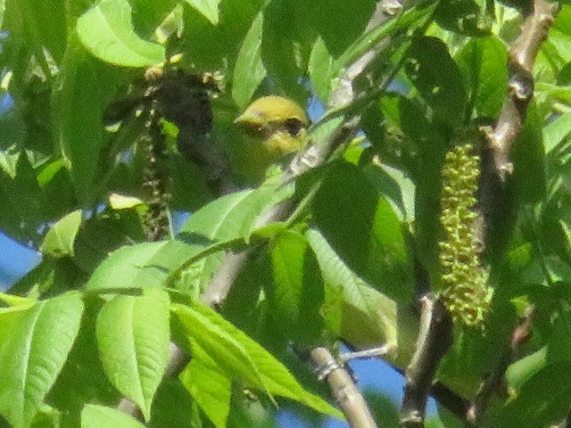 Scarlet Tanager - Meg Glines