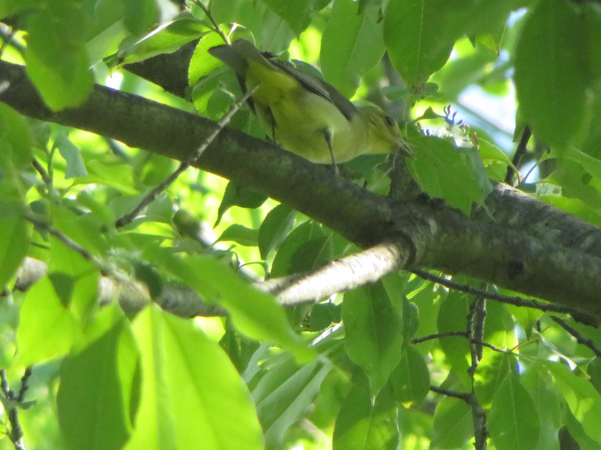 Scarlet Tanager - Meg Glines