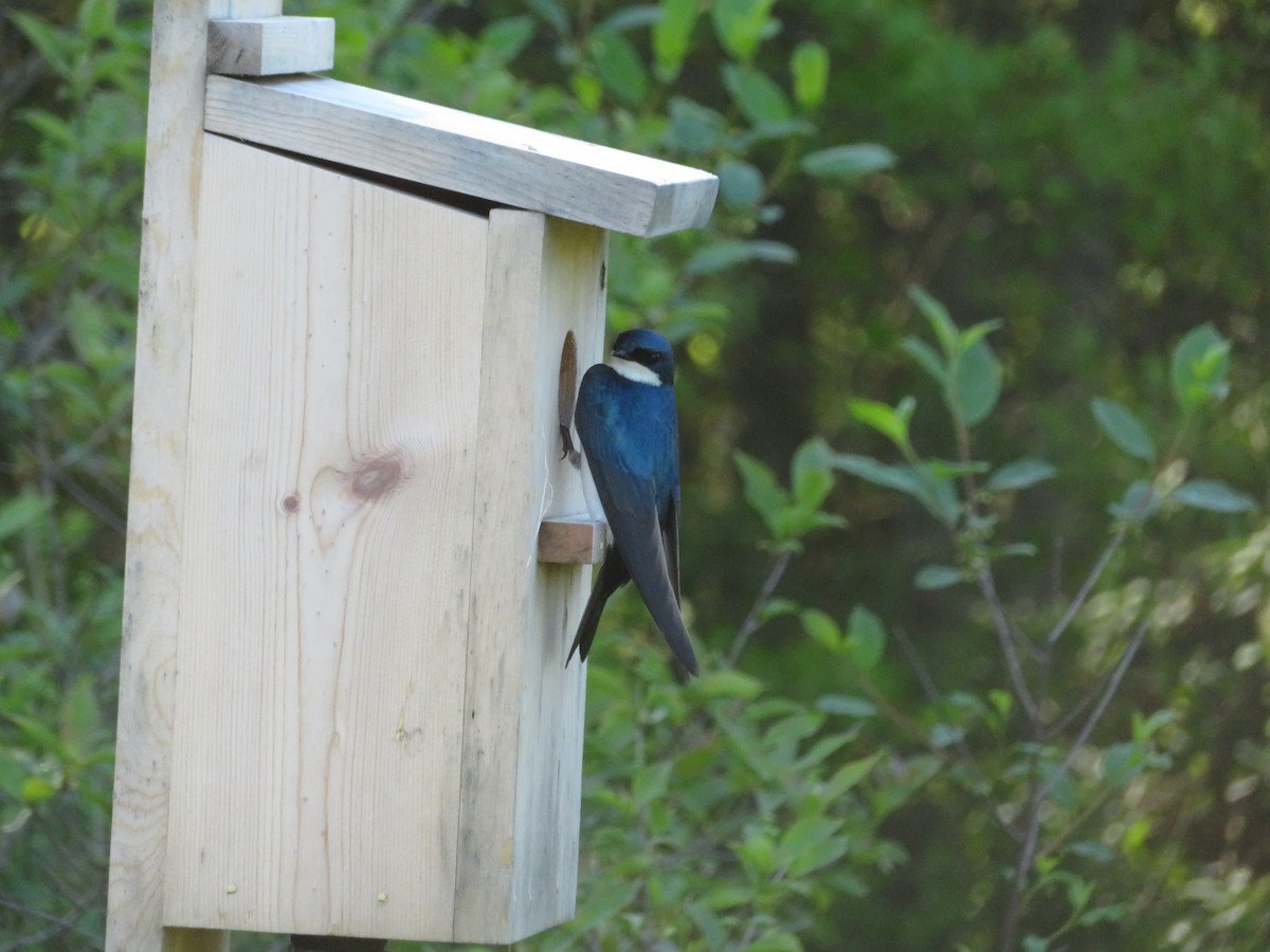 Tree Swallow - ML238888401