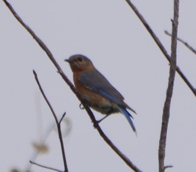 Eastern Bluebird - ML238888791