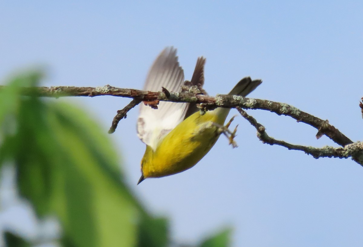 Blue-winged Warbler - Debbie van Zyl