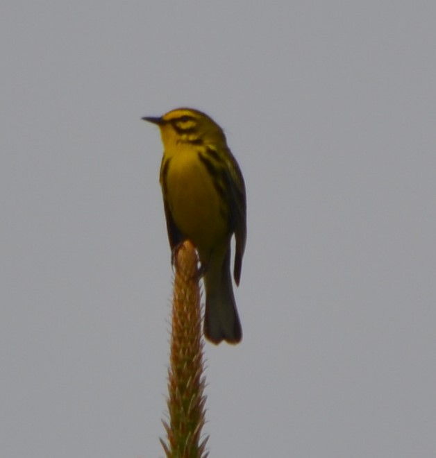 Prairie Warbler - ML238889101