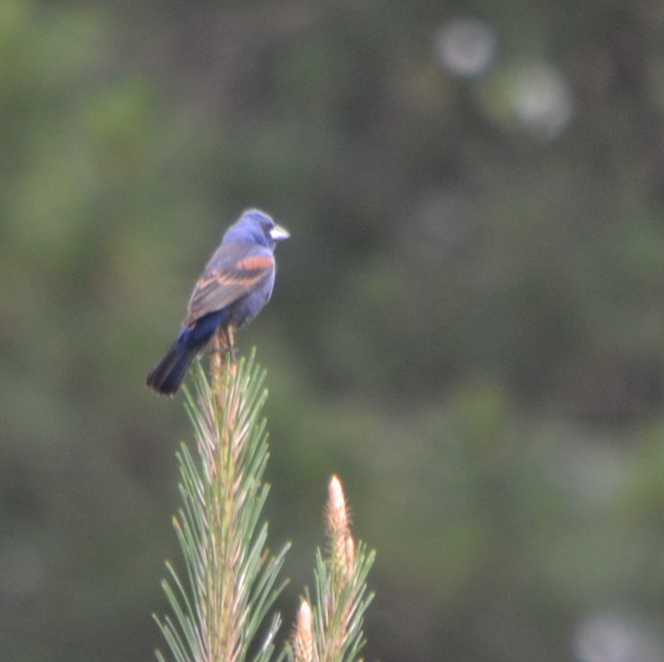 Blue Grosbeak - Michelle Forte