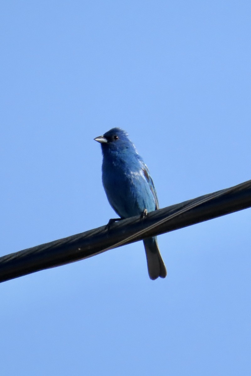Indigo Bunting - Carol Comeau