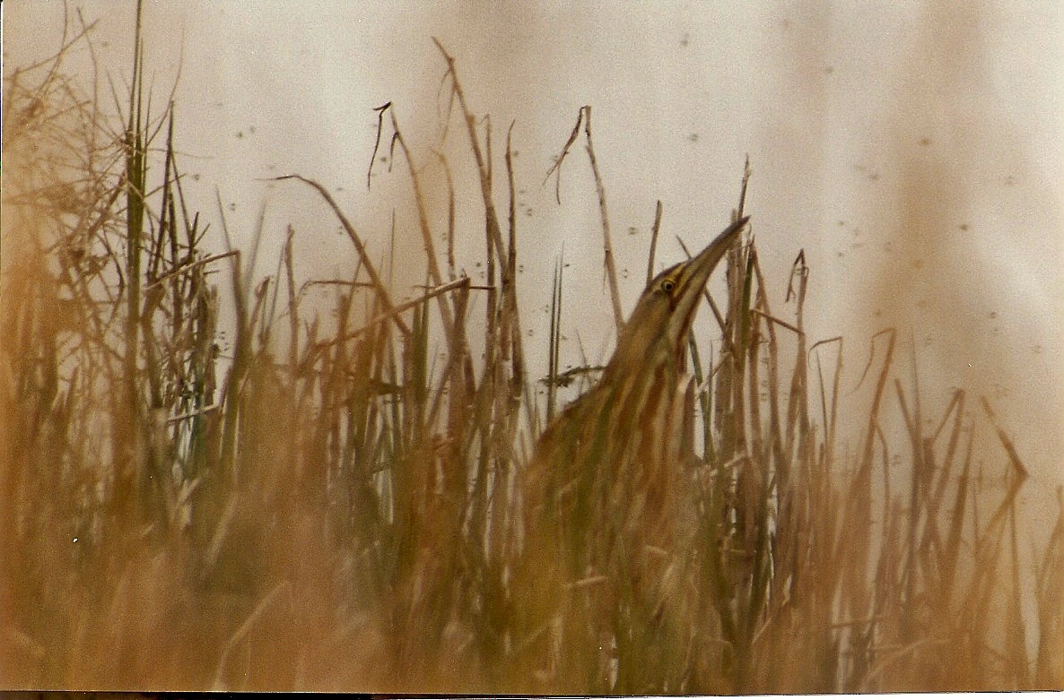 American Bittern - Jane Thompson