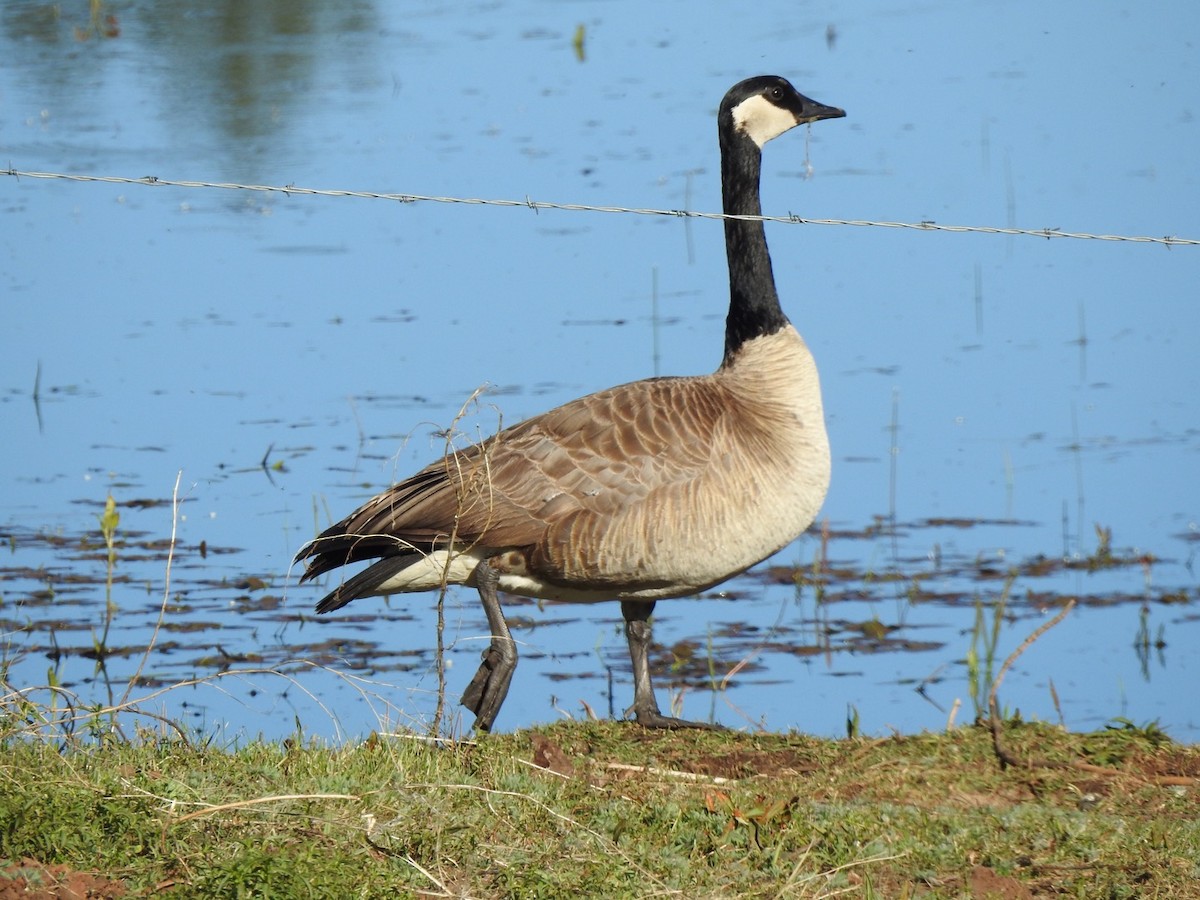 Canada Goose - ML238894871