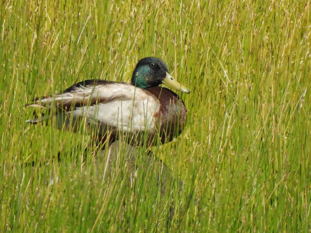 Mallard - Jim Valenzuela