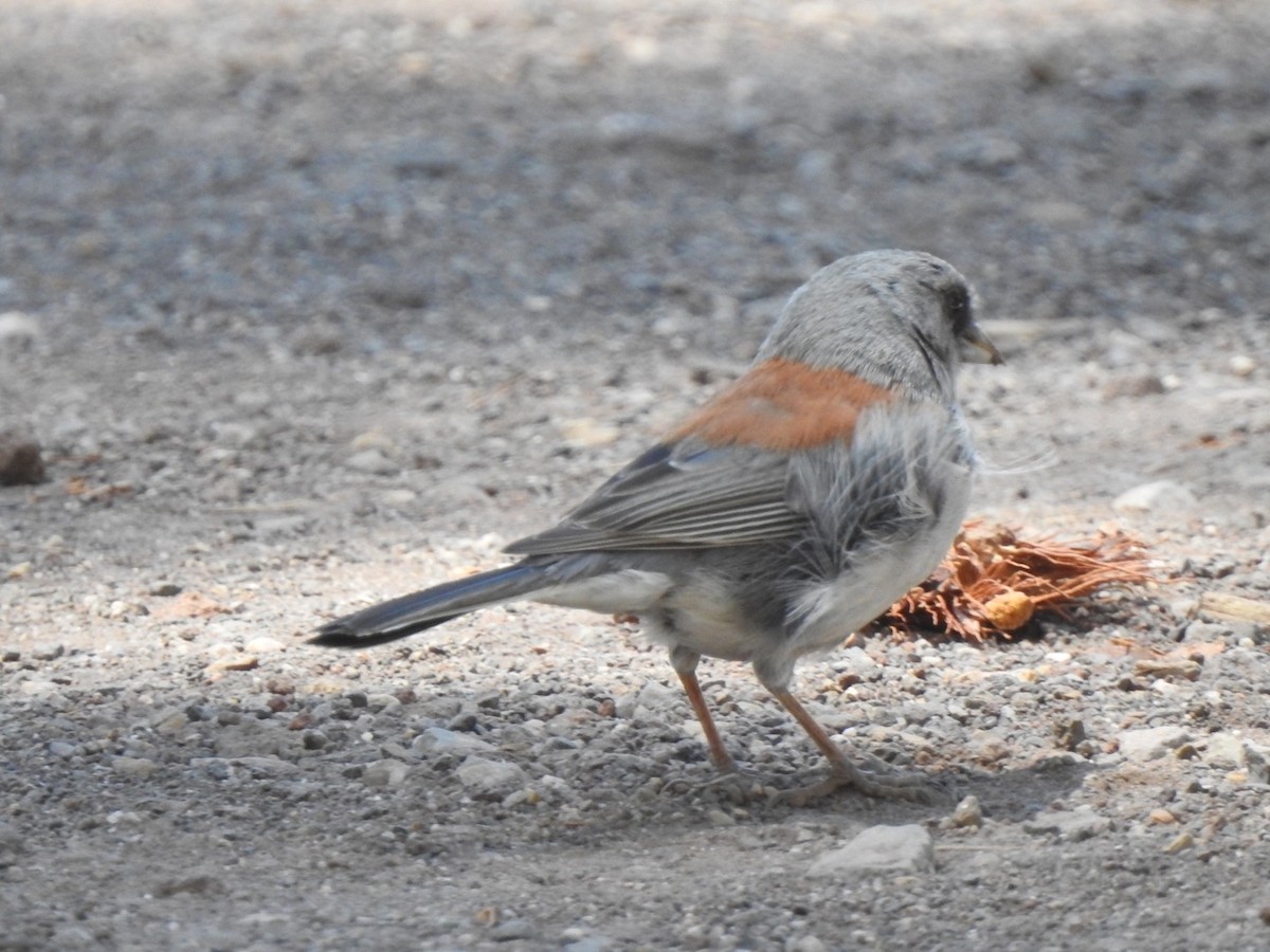 Dark-eyed Junco - Jim Valenzuela