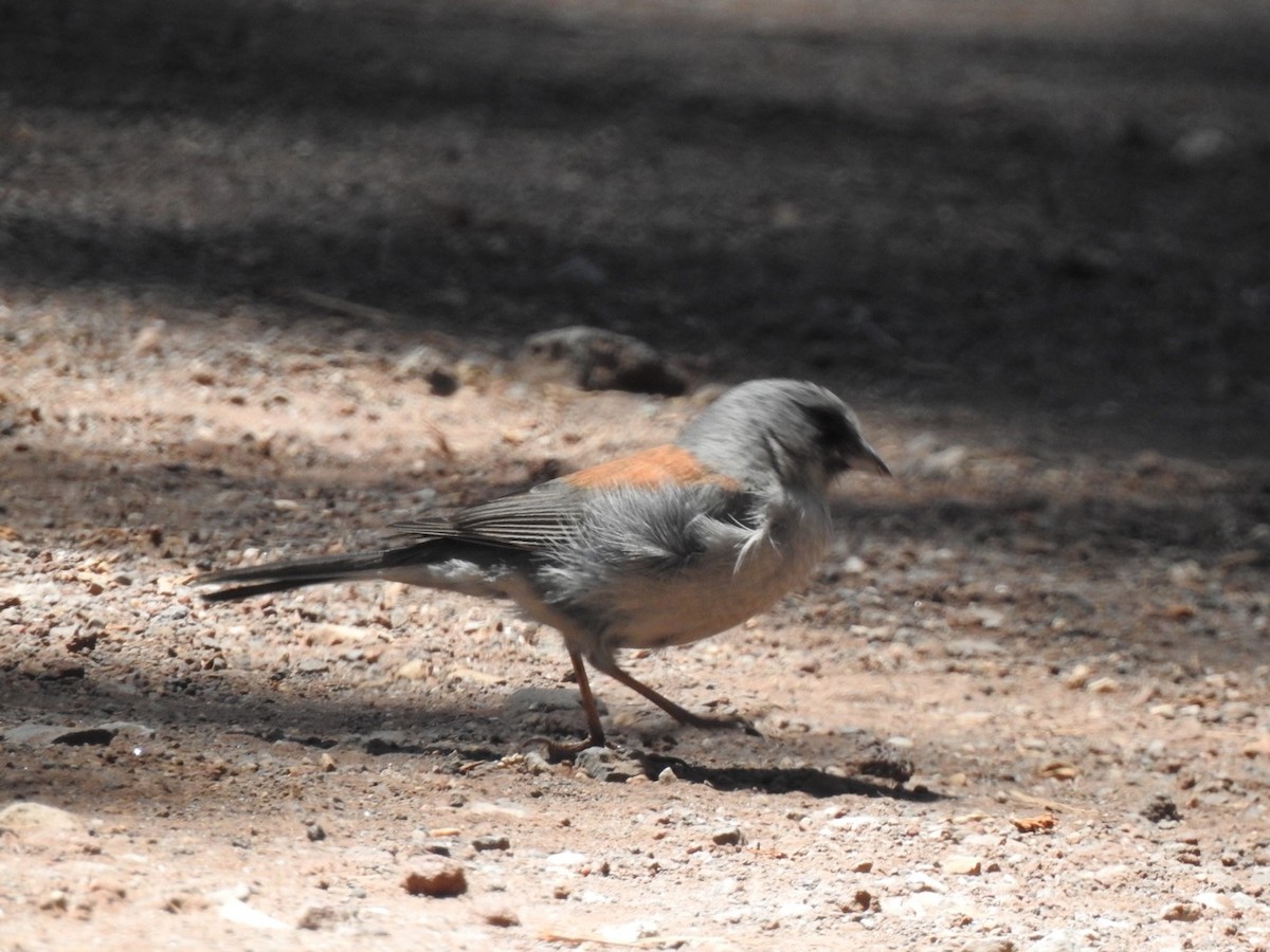 Dark-eyed Junco - ML238895081