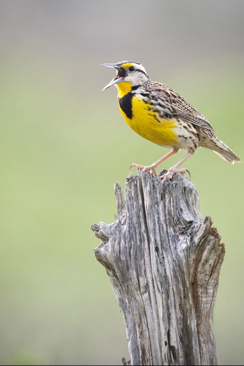 Eastern Meadowlark - ML238895741