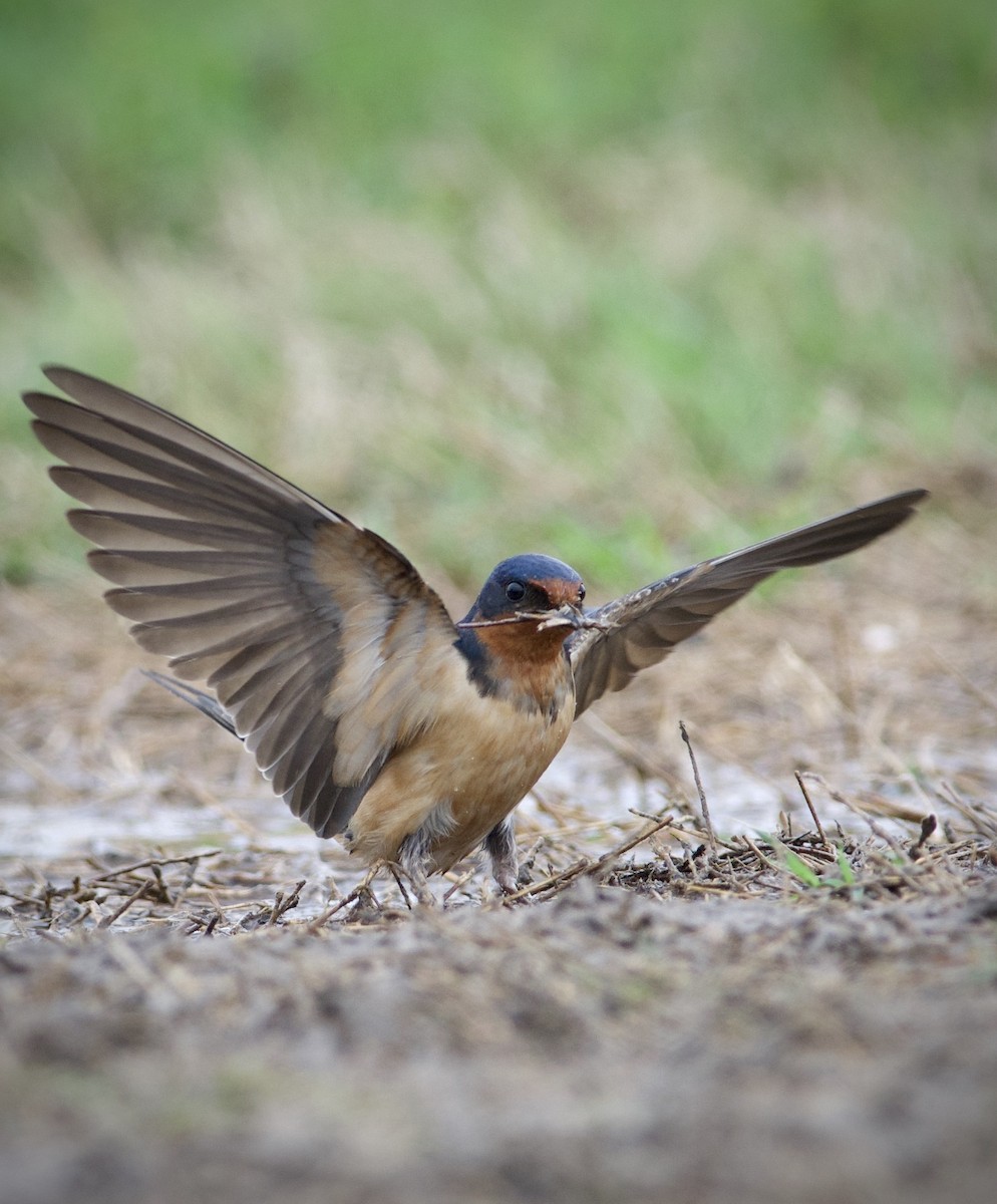 Rauchschwalbe (erythrogaster) - ML238897541