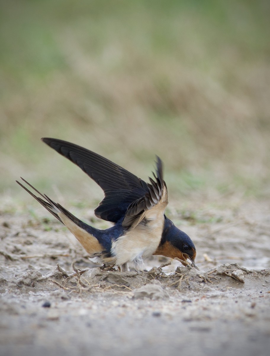 Barn Swallow (American) - ML238897561