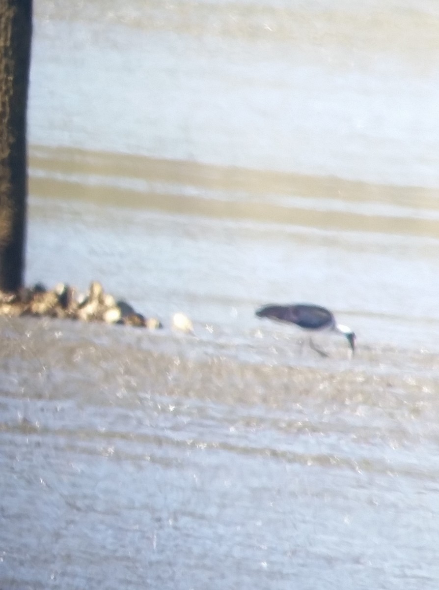 Stachelibis - ML238897671