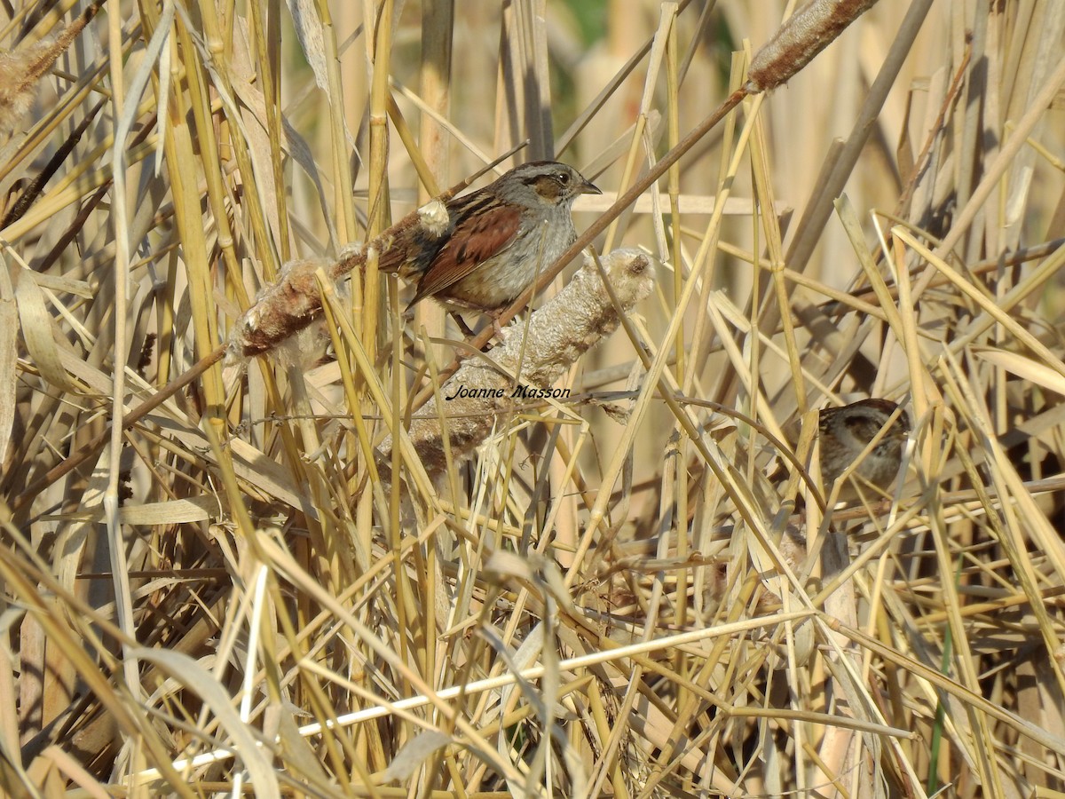 Swamp Sparrow - ML238898881