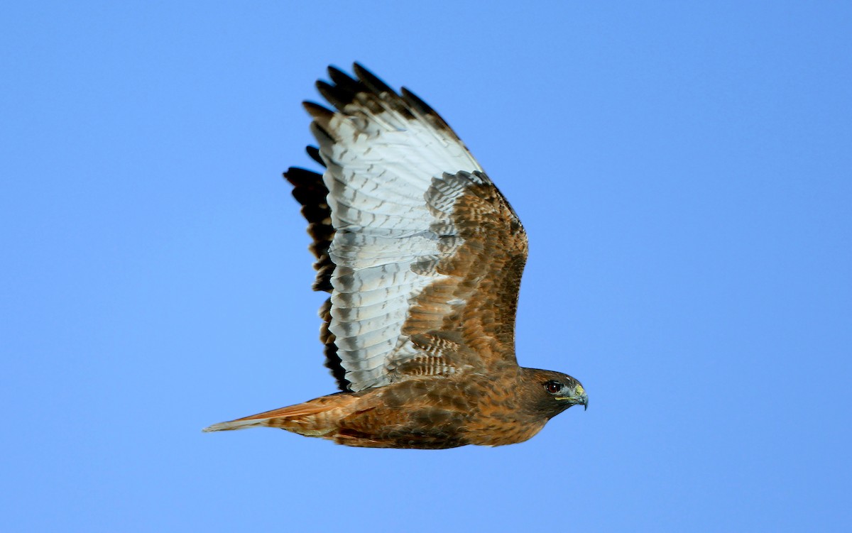 Red-tailed Hawk (calurus/alascensis) - Jerry Liguori