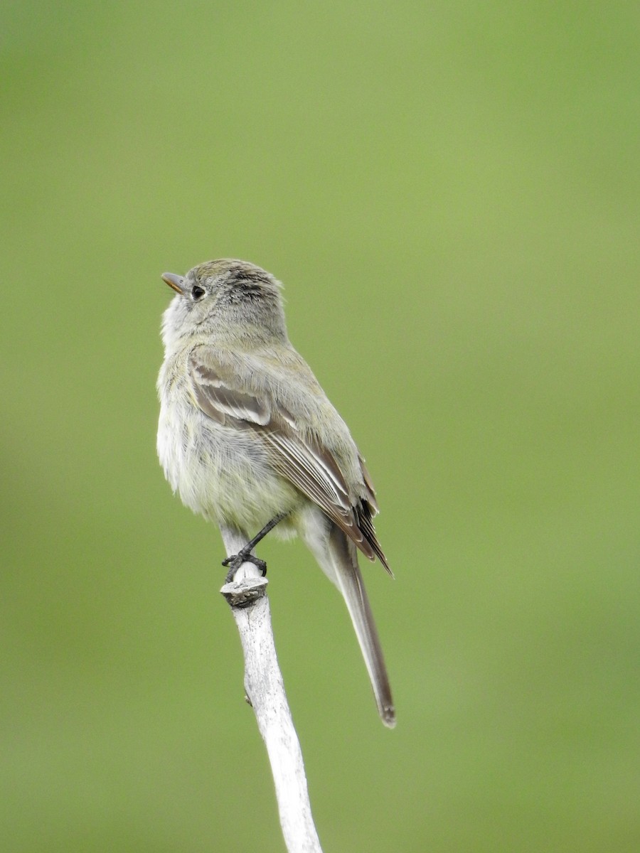 Hammond's Flycatcher - ML238899301