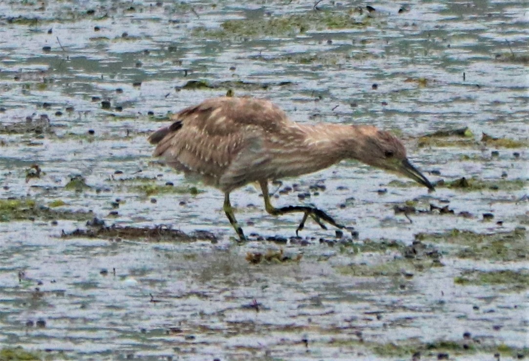 Black-crowned Night Heron - ML238902551