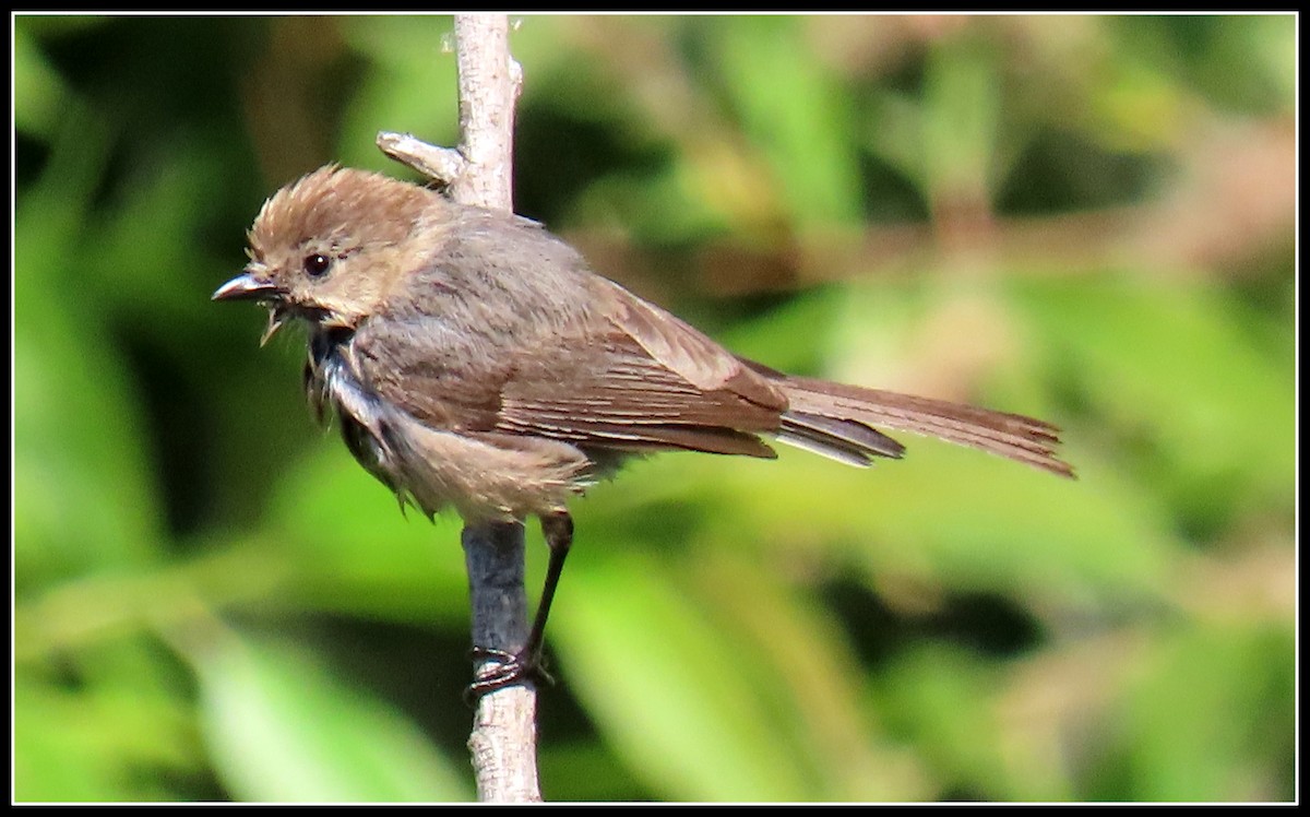 Bushtit - ML238905431