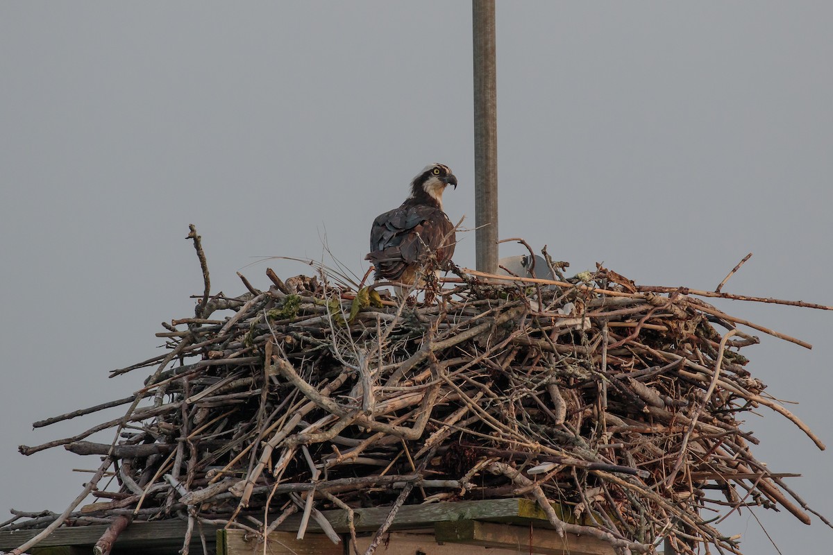 Osprey (carolinensis) - Martin  Flack