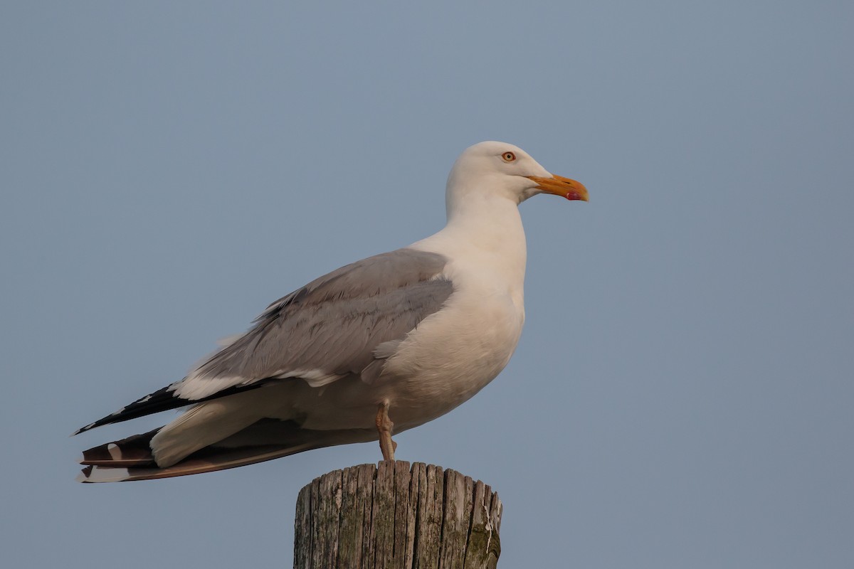 gråmåke (smithsonianus) (amerikagråmåke) - ML238911891