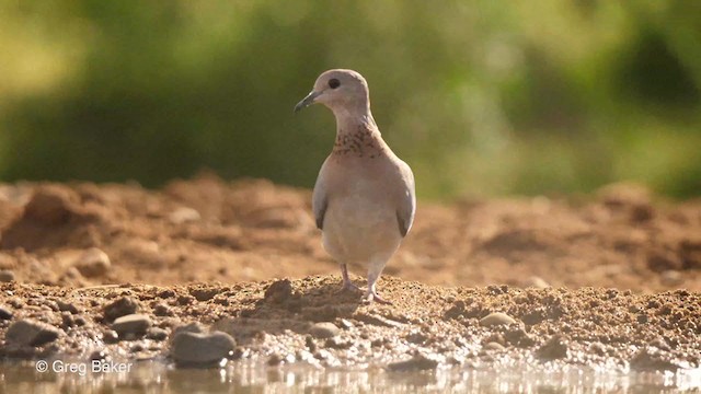 Laughing Dove - ML238912141