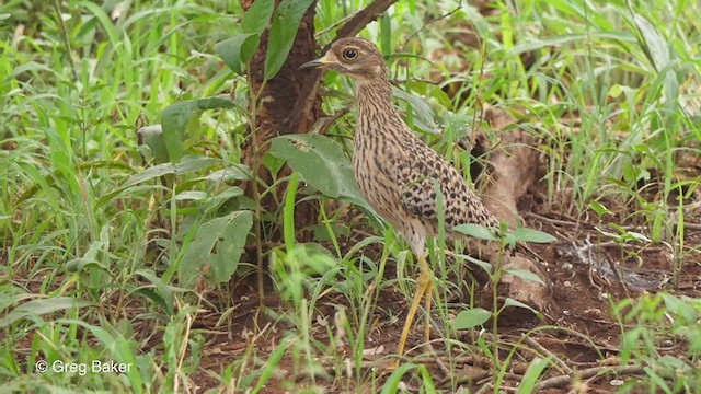 Spotted Thick-knee - ML238912751