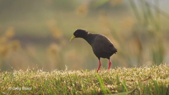 Black Crake - ML238913411