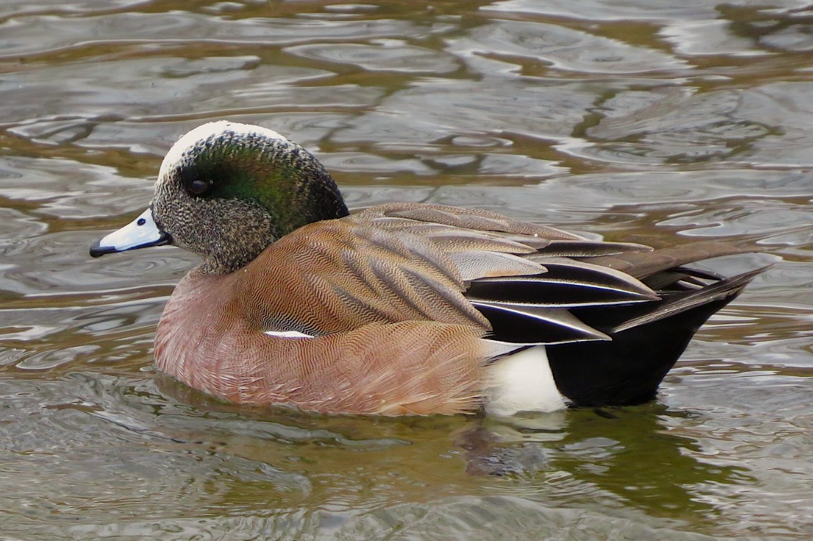 Canard d'Amérique - ML23891371