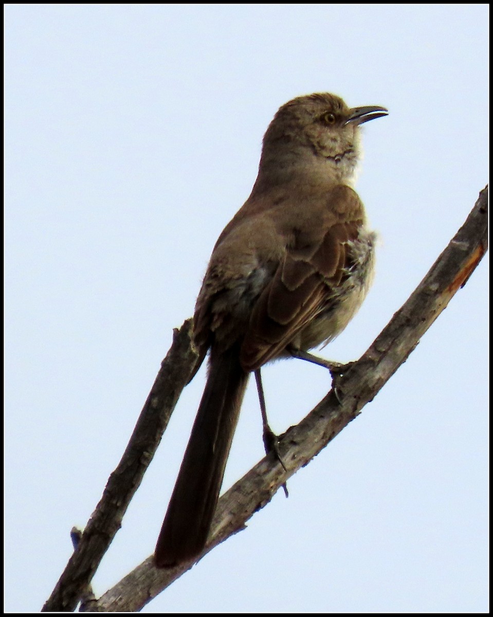 Northern Mockingbird - ML238914231