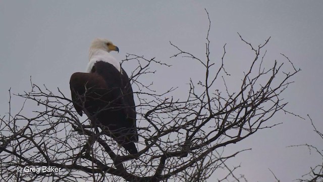 African Fish-Eagle - ML238914281