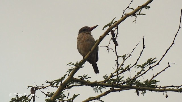 Martin-chasseur à tête brune - ML238914771