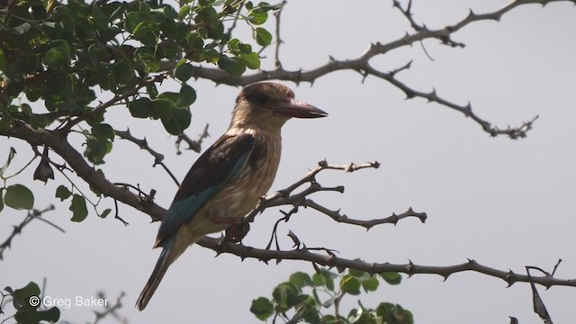 Brown-hooded Kingfisher - ML238915091