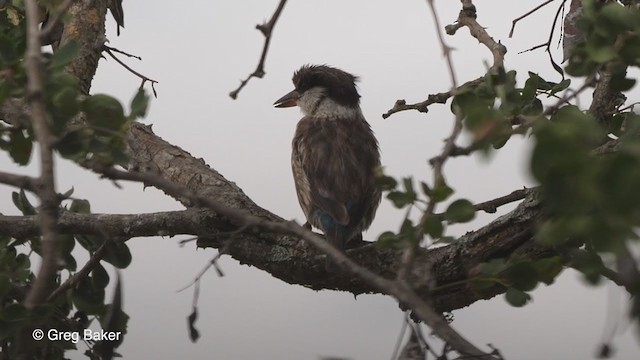 Striped Kingfisher - ML238915311