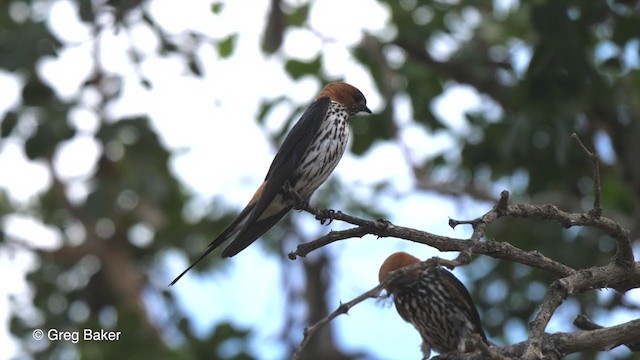 Lesser Striped Swallow - ML238915701