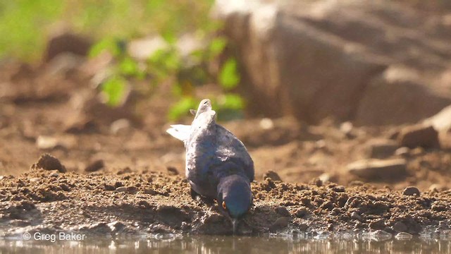Cape Starling - ML238915711