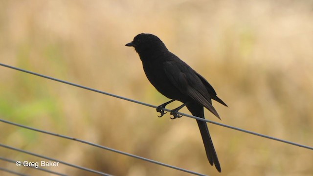 Güneyli Drongo Sinekkapanı - ML238915781